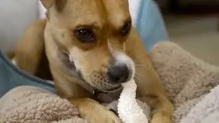 Nylabone-Puppy-Chew-Chicken-Dog-Chew-Toy-for-Teething-Puppies - Amazon