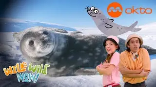 SEALS 🦭 WALRUS 🦦 SEA LIONS FACTS | Wild Wild Wow S3E09C | @mediacorpokto