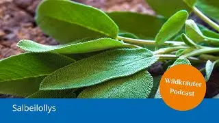 PFIFFER-Podcast: Salbeilollys