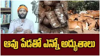 Benefits Of Cow Dung | Unknown Secrets About Gomayam | Gowmatha Suresh | My Doctor