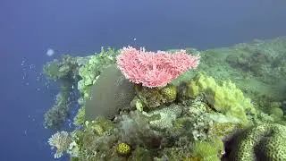 Heian Maru-Short 1 - HD 1080p