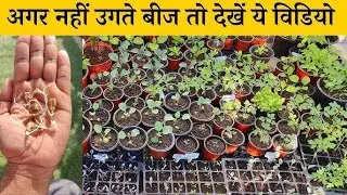 स्वस्थ बीजों की पहचान: 3 आसान तरीके | Seed Testing & Germination Test at Home
