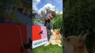 Бассейн для Капского Варана Кими