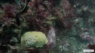 Noble Sea Lemon 1 | Vancouver Island | Underwater 4K | Snorkelling | 24 01 2026