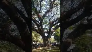 Biggest tree on thaf area! #foryoupage #foryou #followme #explorepage #explore #dhaka