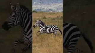 Zebra running. Video link is in comments #shorts #redrabbit