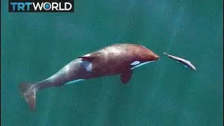 Climate Change: Maritime traffic contributing to whale deaths