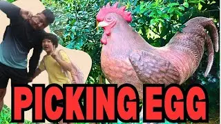 Egg Picking Taiwan | Puxin Organic Egg Farm with Host Family (LMMF)
