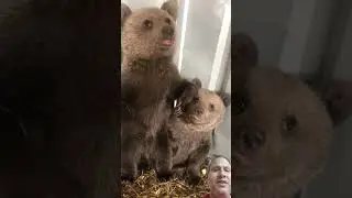 Two brown bear 🐻 cubs and their funny activities #nature #world tour# 