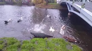 Muscovy ducks  flying