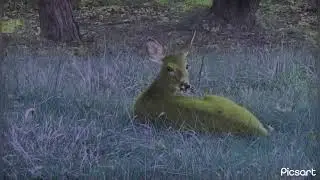 Deer Dance