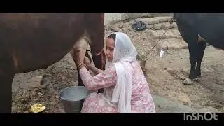 Cow milking 🐮 #plzsubscribe 
