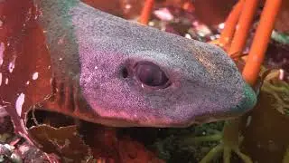 Cat Shark - Jane Wreck