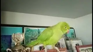 Malayalam talking parrot || ചിക്കുതത്ത 'THANK YOU'പറയുന്നത് ഒന്ന് കേട്ടാലോ #parrottalking #parrot