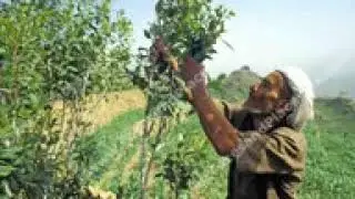 مهجل من جبل الحبشي روعة الروعة