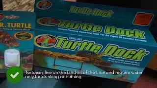 Turtles as pets   Responsible pet care guide