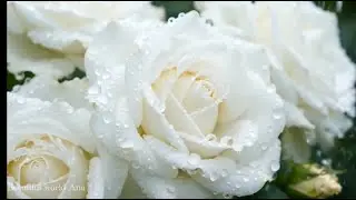 Rain on the flowers