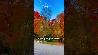Algonquin provincial park #fallcolor