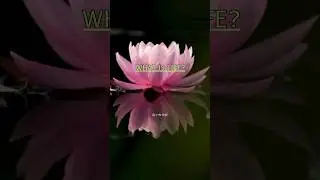 What is Life? 🌷 #life #lifelessons #beautiful #trending #motivation #quotes #war #war2 #song #shorts