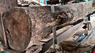 extraordinary straight logs of old teak full of expensive grain at the sawmill 
