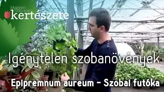 Igénytelen szobanövények: Epipremnum aureum/Scindapsus aureus - Szobai futóka