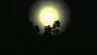 Nightingale Song: The Most Beautiful Nature Sounds for Relaxation