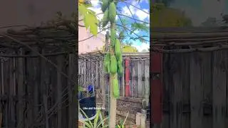 Nature's candy growing in my backyard.#papaya #trending youtubeshorts #backyardgarden