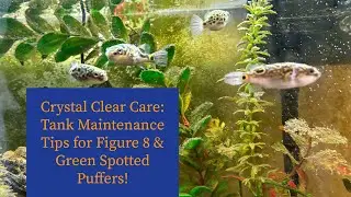 Figure 8 Puffer Fish Care Guide: Tips for Keeping Your Puffer Happy and Healthy