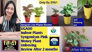 Ugaoo Indoor Money Plant Syngonium Plant With Self Watering Pot Review Amazon Live Plants Unboxing