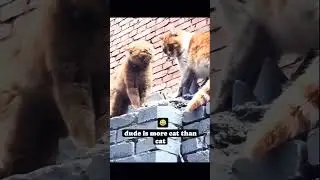 Big cat fight each other #funnyvideo  #shorts @FUNN1120