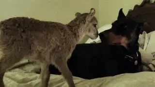 Gentle Doberman Meets a Lamb