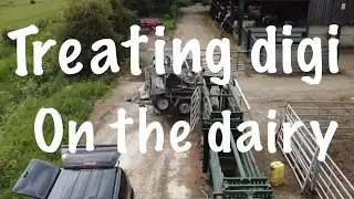 Treating digital dermatitis on dairy cows