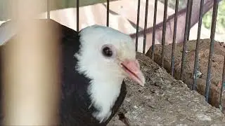 কবুতরের ঠান্ডা লাগার লক্ষন ও এর থেকে বাঁচার উপায় || Pigeons Cold Problem & Solution || Dream Pigeons