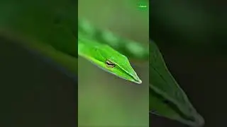 The Green vine snake is diurnal and mildly venomous #nature #greenvinesnake #snake
