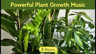 Plant Growth Music 🌱 Stimulate Growth, Healing & Happiness Naturally!