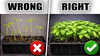 Why Your Pepper Seedlings Struggle Indoors