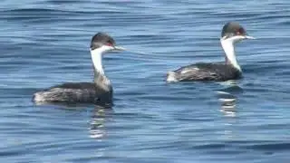 Junin Grebe, Podiceps taczanowskii, Junin Lake, Peru, 21 June 2019 (2/2)