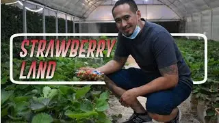TRAVEL VLOG | A Berry Cheap and Funny experience in Strawberry Land/Farm Riyadh Saudi Arabia
