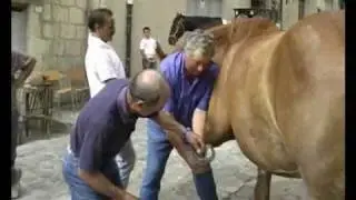 Alimena: Blob 2009 (video)