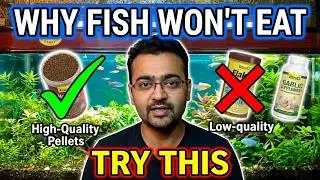 Fish Not Eating Food in Aquarium / Best Fish Food Options #trending #viral #viralvideo