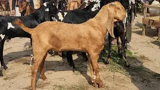 Today Latest Update Rates Qurbani wala Bakray 2026 