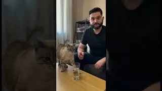 &iquest;Tu gato es CIENT&Iacute;FICO o VILLANO? ​&iquest;Por qu&eacute; tienen esa obsesi&oacute;n con tirar cosas al suelo?
