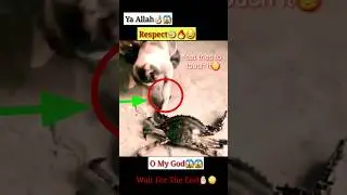 MashAllah☝🏻😇 Respect😱 #shorts #status #short