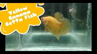 Yellow Banana Betta Fish