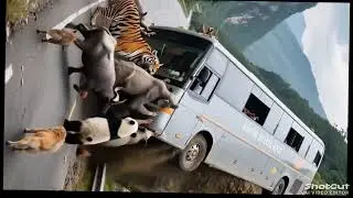Animal help in man Ai video 