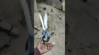 #mojkrdi