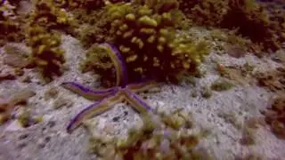 Scuba Diving Salango Ecuador