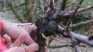 A Basic Guide to Winter Pruning for Fruit Trees