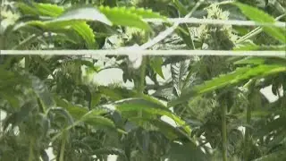 Trump signs executive order fast-tracking reclassification of marijuana