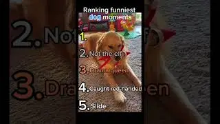 Ranking the Funniest Dog Videos of All Time 🐶💀 #FunnyDogs #DogTube #DogHumor #Tiertube#Top5